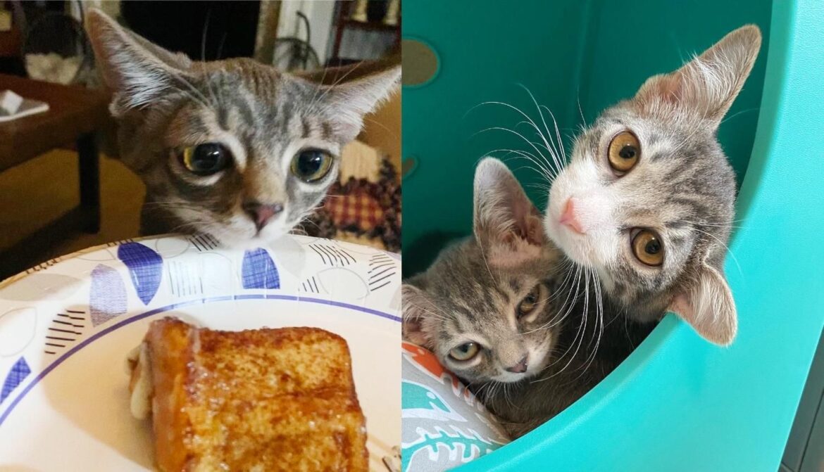 ‘Lilo’ the Kitten Never Grew into Those Big Ears But Gained a New Life with Her Best Friend