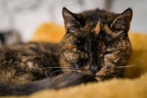 London Puss Declared the World’s Oldest Cat