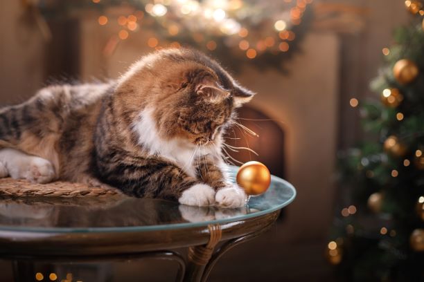 Seven Things That Could be Dangerous to Your Pets This Christmas