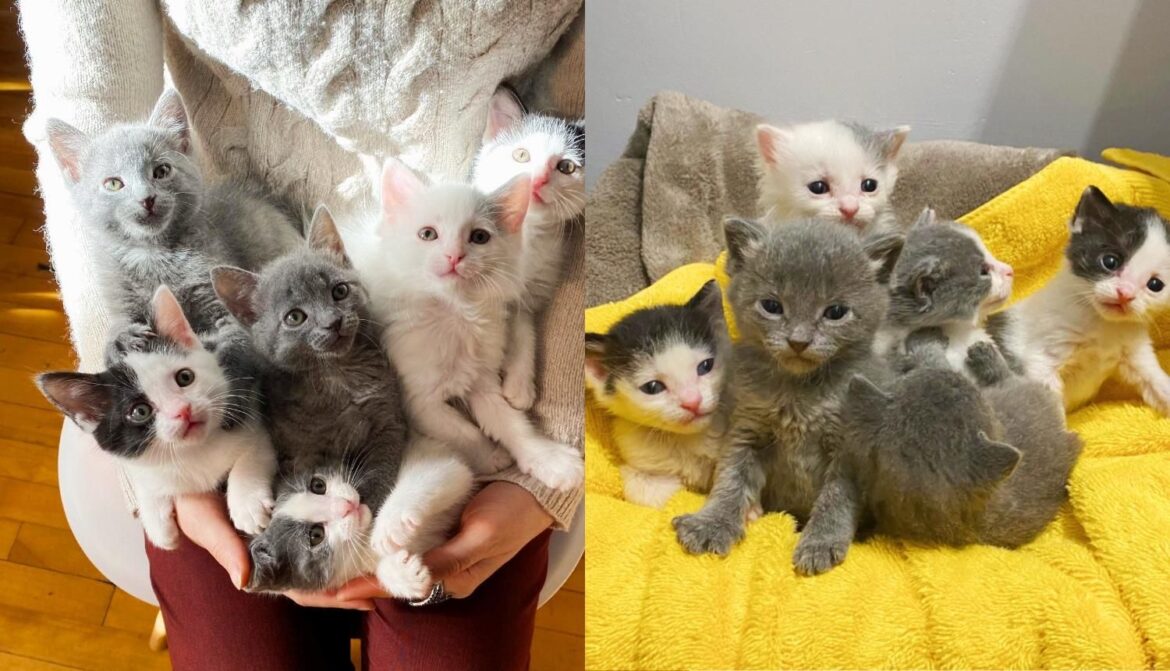 Six Kittens Found without a Mother Now Have Someone to Raise Them All Together