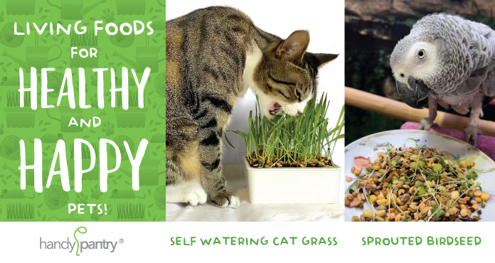 Skip the Processing, Feed Your Pets a Living Food Nutrient-Rich Diet
