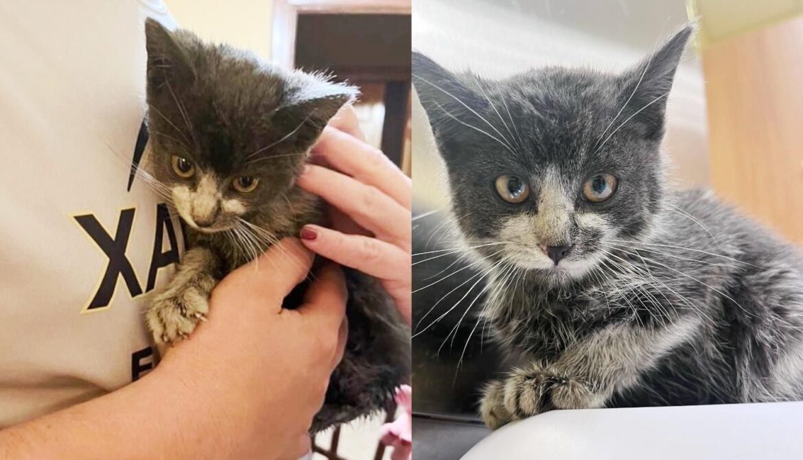 Smokey the Kitten Jumps on a Fire Truck During a Fire and is Discovered at the Station the Next Day