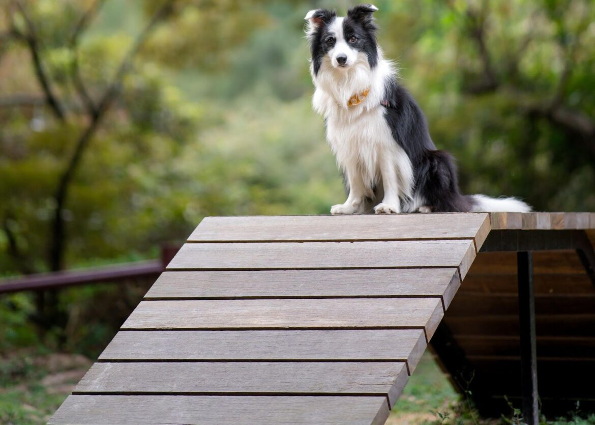 Stairs Or Ramps for Dog Rehabilitation – What to Choose