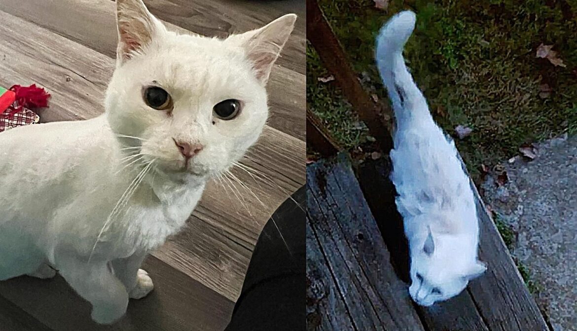 Stray Cat Tries to Push His Way into a Home and Ends Up Changing His Life