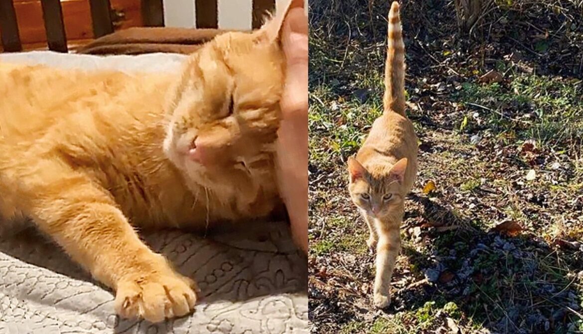 Stray Cat Walks Out from Bushes to Kind Person and Tells Her He’s Ready to ‘Go Home’