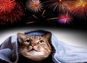 Tips & Advice: Keeping Your Cat Safe During New Years Eve Fireworks