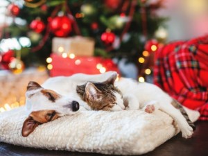 Vets Warn of 5 FATAL Dangers for Pets at Christmas