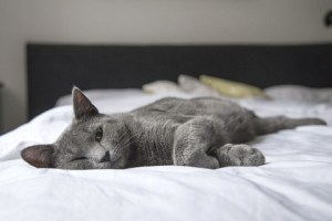 11 Signs Your Cats Are Finished Training You