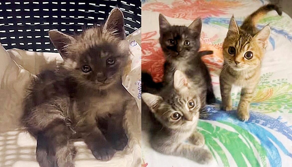 2 Kittens Decide to Trust After Being Rescued, They Even Accept a Lone Kitten from the Street