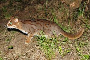 A Rusty-Spotted Cat – The Smallest Feline in the World