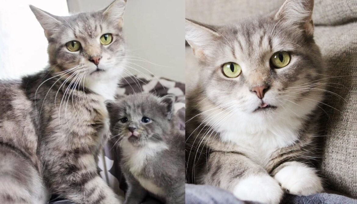 Cat and Her One Kitten Pull Through Together with Help from Many, She Turns into a Stunner