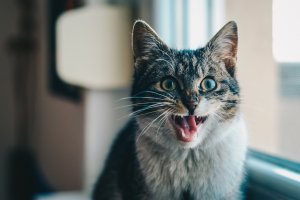 Cat Behaviours Explained – Infographic