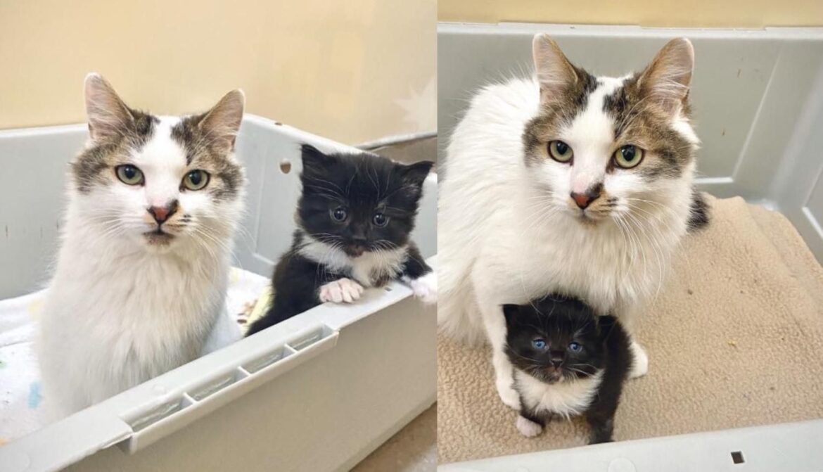 Cat Comes to Shelter and Stuns Everyone with a Kitten, Their Bond Grows Tighter Each Day