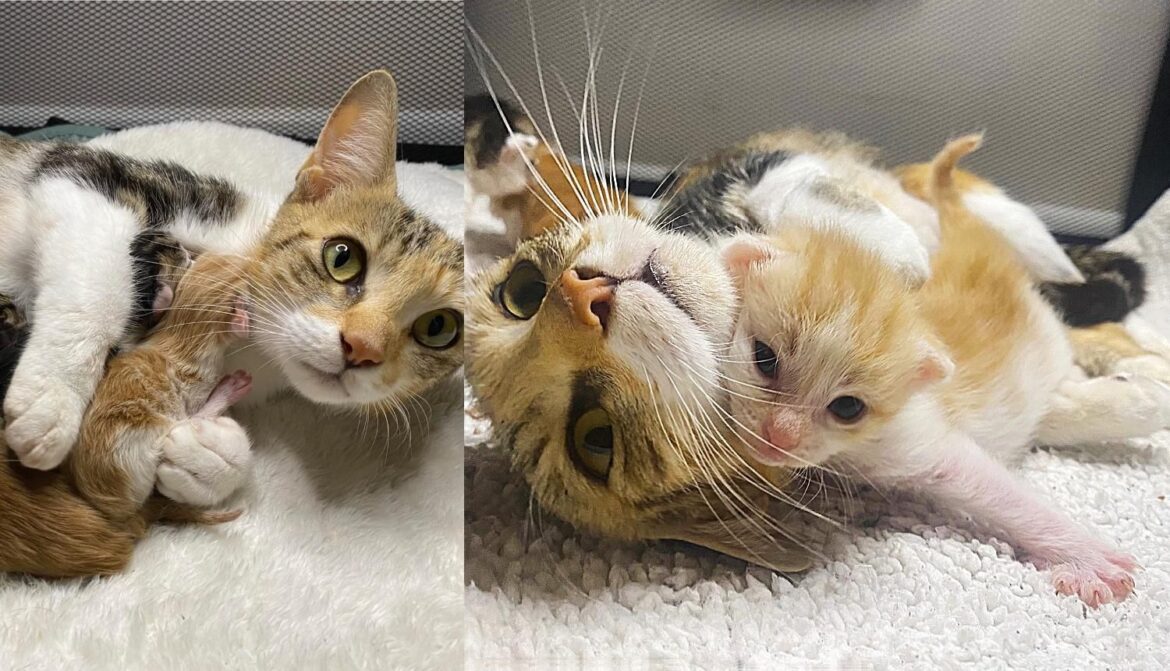 Cat is Overjoyed to Find Help for Her Kittens and Can Breathe a Sigh of Relief When They Start to Thrive