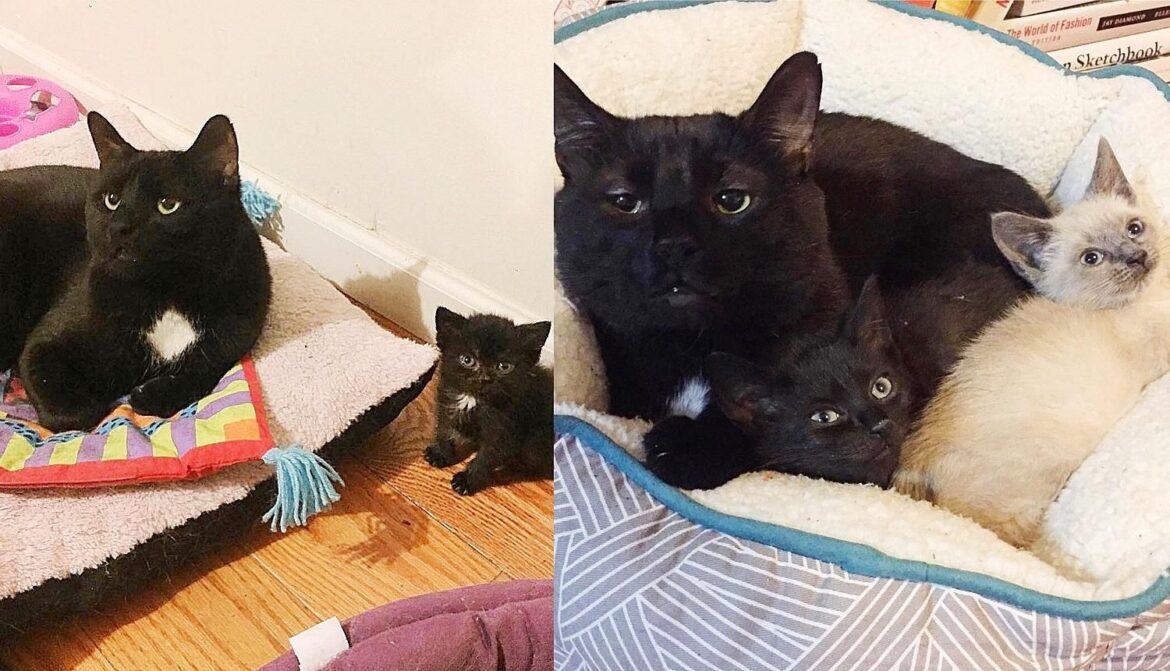 Cat Wants to ‘Talk’ to Every Kitten that Comes Through the Door After His Life was Forever Changed