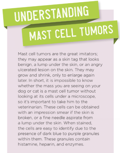 Complementary Therapies for Mast Cell Tumors in Dogs and Cats