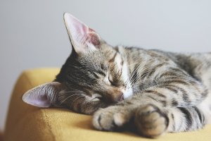 Drivers Warned of Sleeping Cat Danger