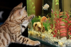 How to Safely Care for Both Fish and Cats in the Same Home