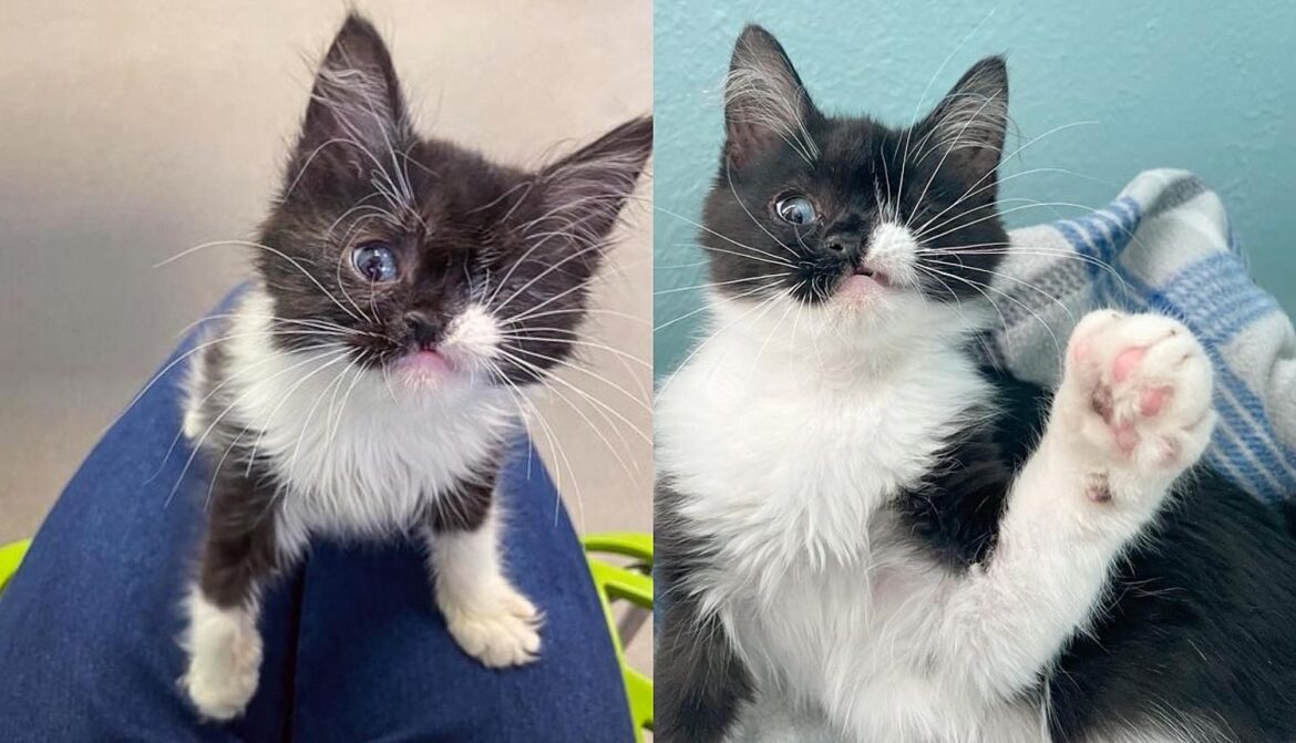 Kitten Born with One Eye Comes Up to People Wanting Help So She Can Live a Full Life