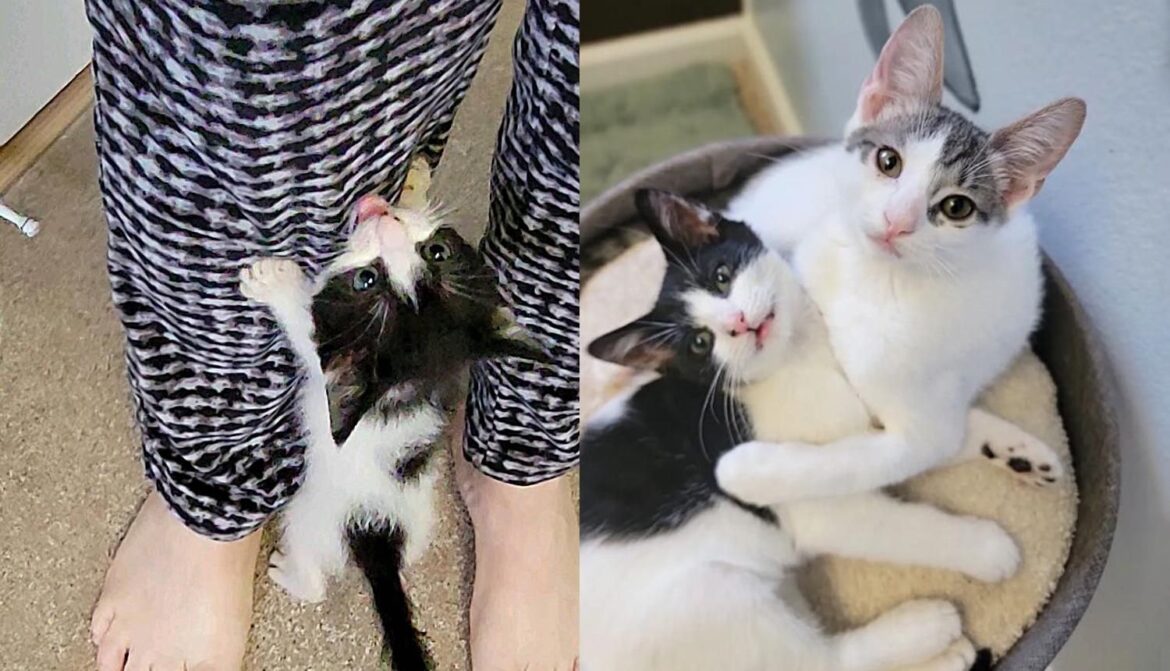 Kitten Has His Wish Come True Right Before New Year’s Eve with His Best Friend for Life