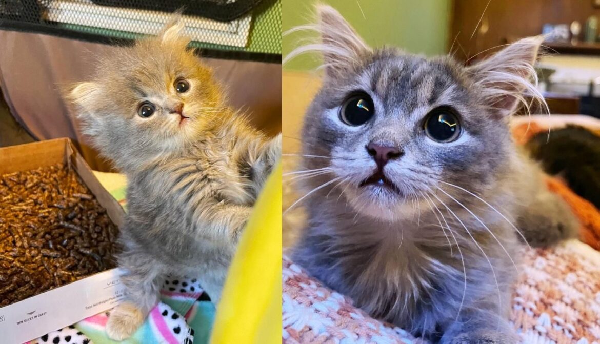 Kitten Snuck into Couple’s Life When They Weren’t Looking and Didn’t Know They Needed Her