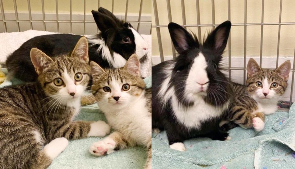 Kittens Help Each Other Learn to Trust, They Go on to Befriend a Wobbly Bunny