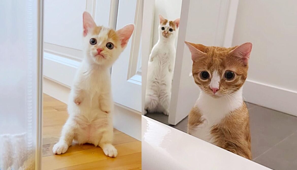 Kittens Standing Like Humans Always Have Each Other Through Their Journey to a Happy Ending