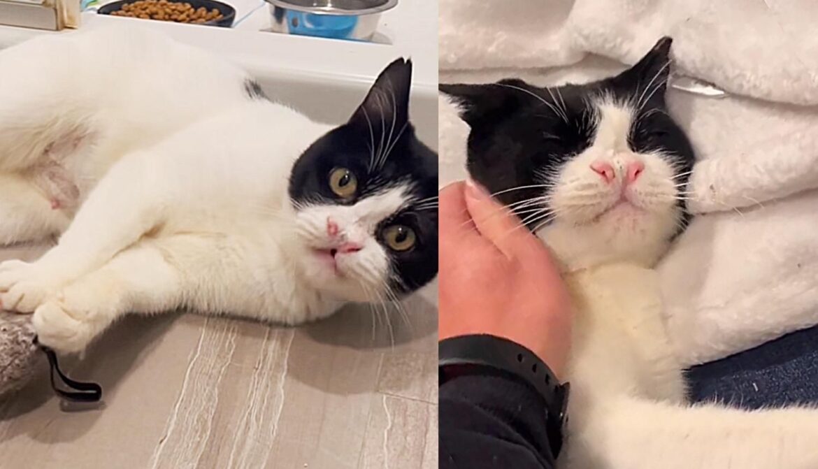 Peppa the Cat Starts to Shine Knowing She’ll Never Have to Return to the Outdoors