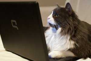 Premier Event for Community Cat-Focused Content Offers Online Learning This January