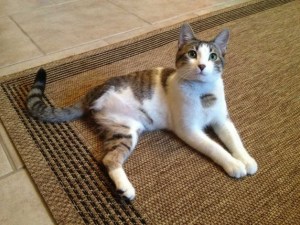 Purrsday Poetry: Tripod Goes to Church