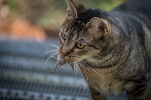 Purrsday Poetry – When the Primal Hunting Instinct was Too Strong to Resist, and My Mouse Ended Up Dead