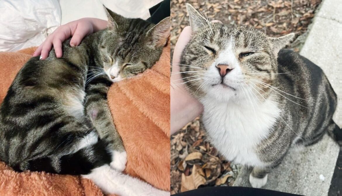 Stray Cat Comes Running to Someone Calling to Him, Nestles into Her and Won’t Let Go