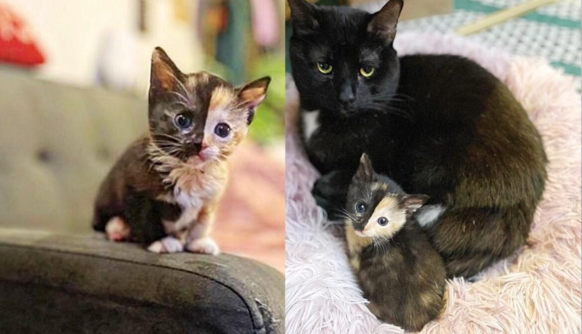 Tiny Kitten Spotted Outside Abandoned Shows So Much Strength, Now Has a Cat to Watch Her Grow