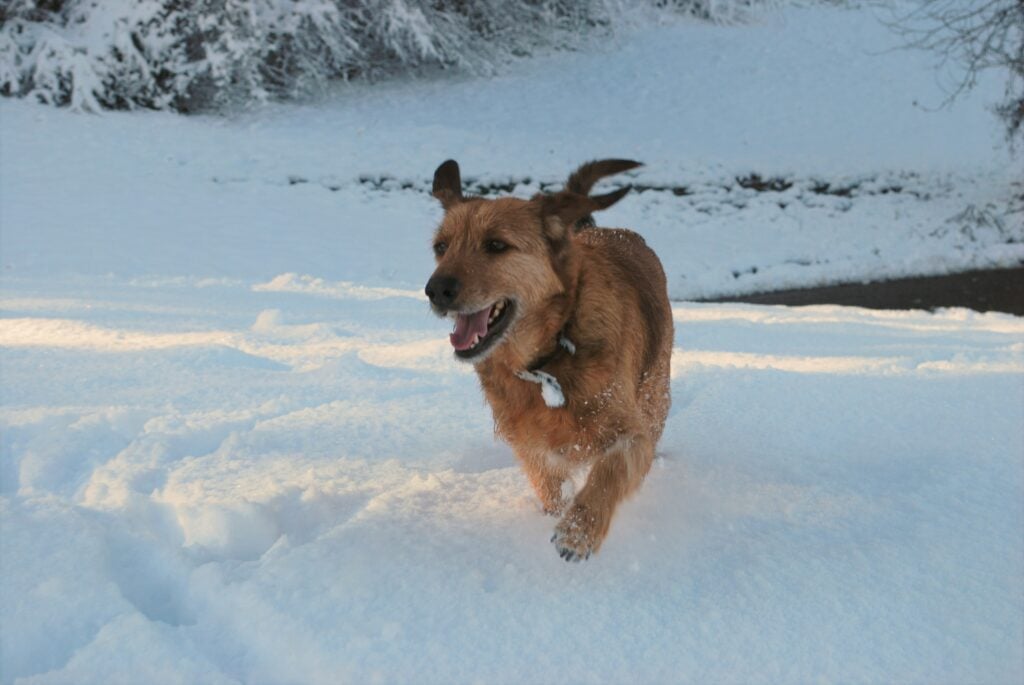 Top 5 Activities To Try With Your Dog This Winter