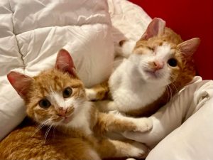 Two Adventurous Kotor Kitties*: The Waffles