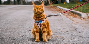 Walking Your Cat This Winter?