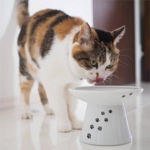 Whiskers Fatigue & How to Prevent This With Wide and Elevated Bowls