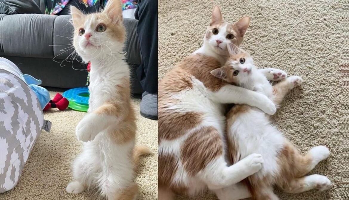 Wobbly Cat is Excited to Have Tripod Kitten as Family and Decides They’ll Never Be Apart