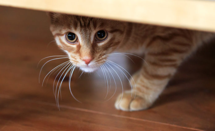 3 Things to Help an Anxious Cat Settle in a New Home