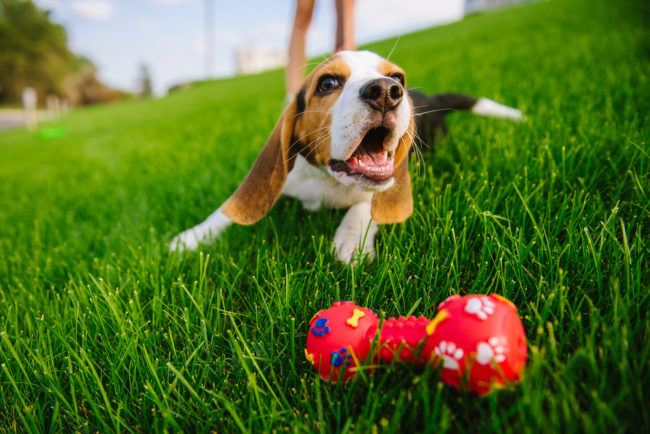 4 Tips for Last-Minute Puppy Toy Gifts