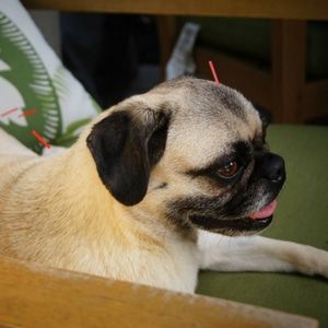 Acupuncture For Dogs: What You Need To Know