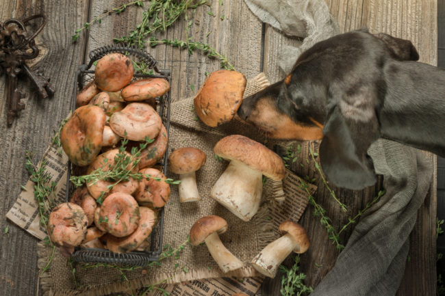 Are Mushrooms Safe for Dogs and Cats?