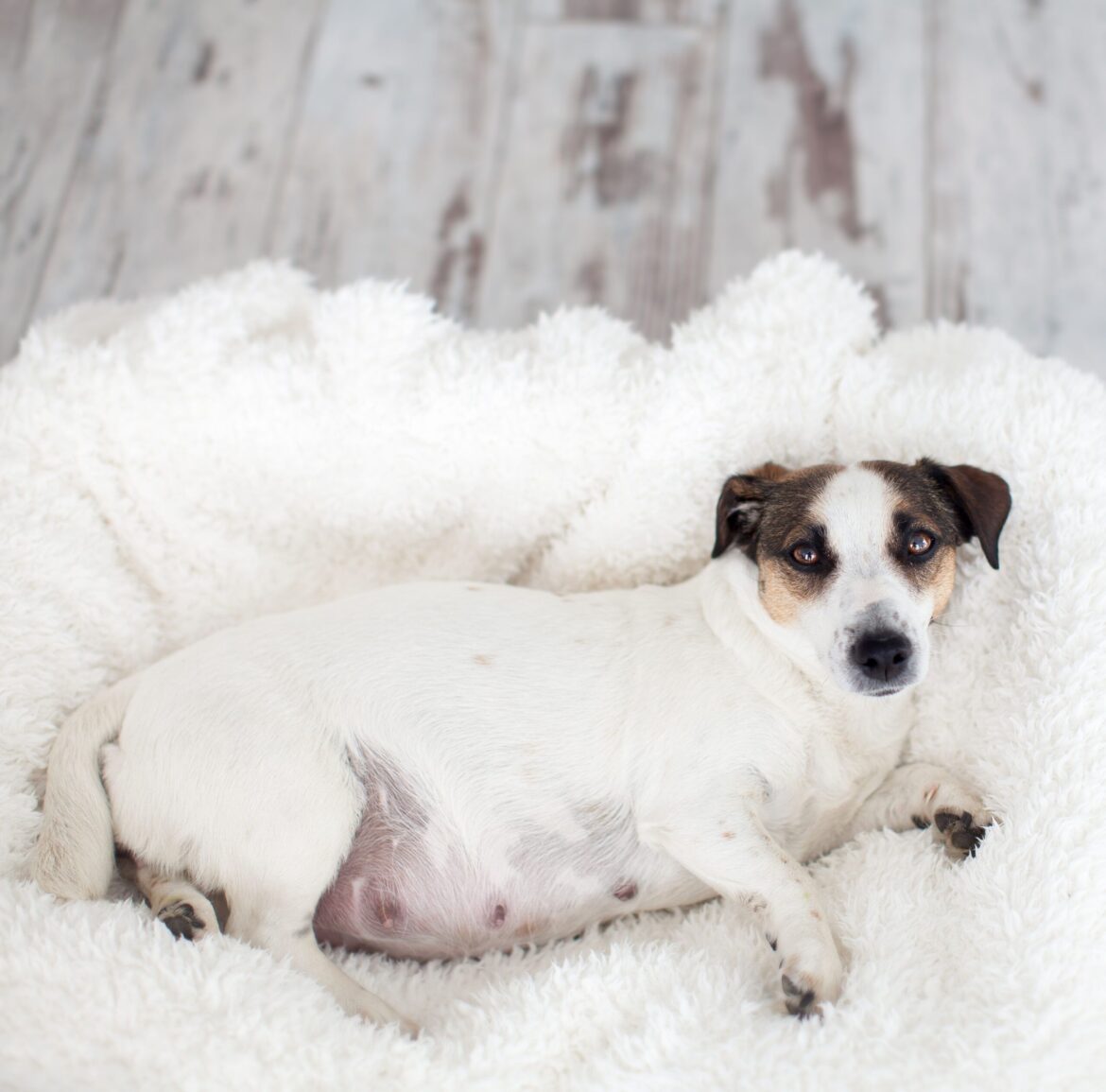 Are There Prenatal Vitamins for Dogs?