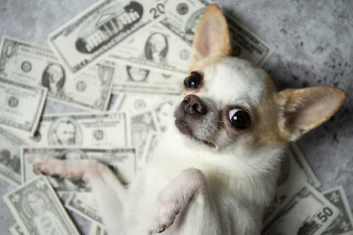 Be Ready for Higher Medical Bills with These Dog Breeds