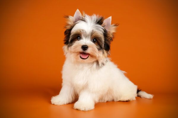Biewer Terrier: One of America’s Newest Toy Breeds