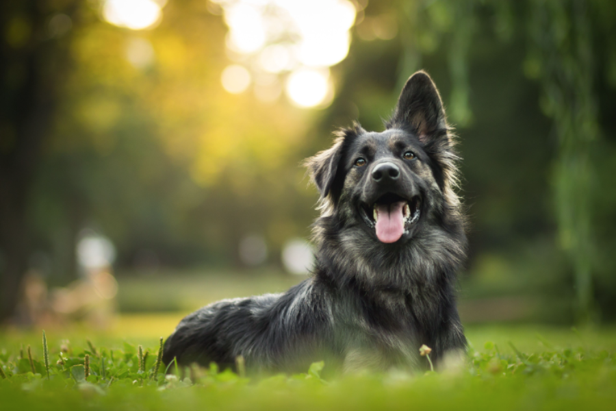 Eastern Food Therapy: Find Out if Your Dog Is Healthy and Balanced