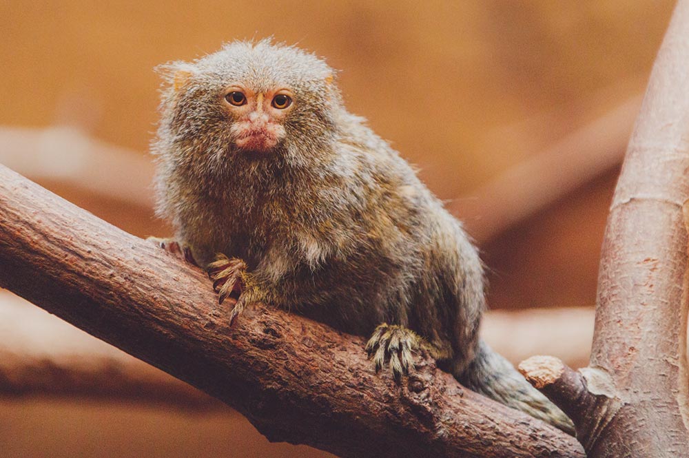 Finger Monkey Lifespans: How Long Do Pygmy Marmosets Live as Pets?