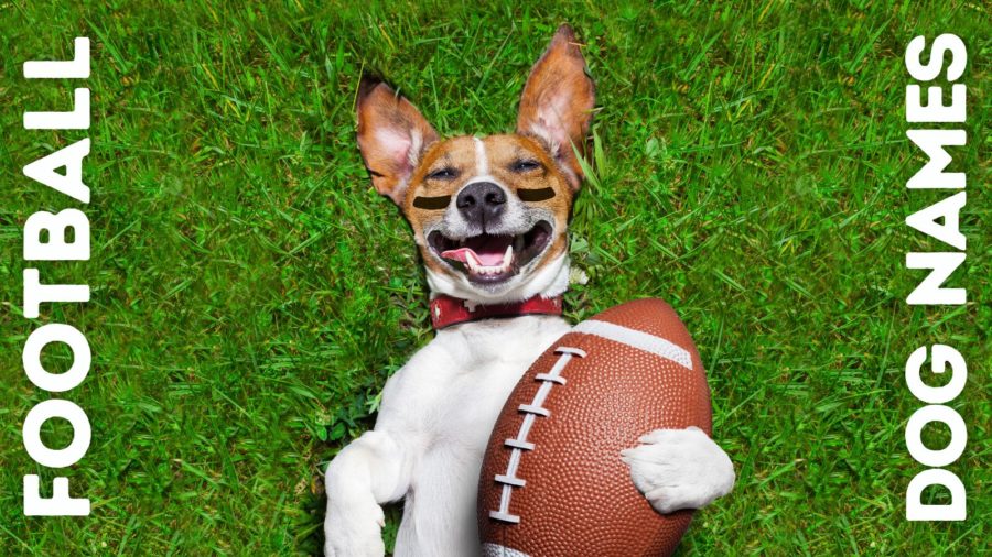 Football Dog Names 🏈 for Your New Teammate!