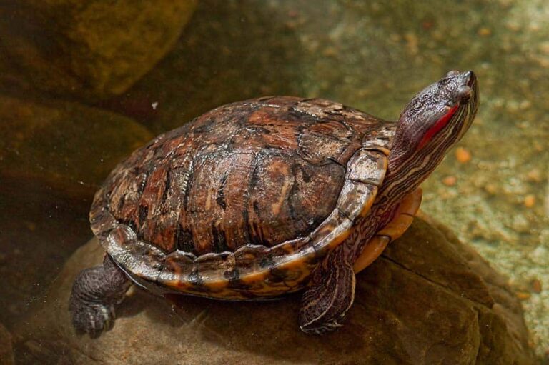 How Long Do Red-eared Slider Turtles Live? (Lifespan Guide ...