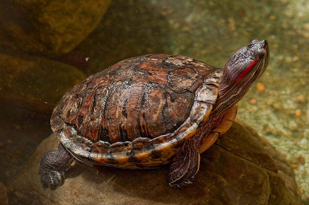 How Long Do Red-eared Slider Turtles Live? (Lifespan Guide)